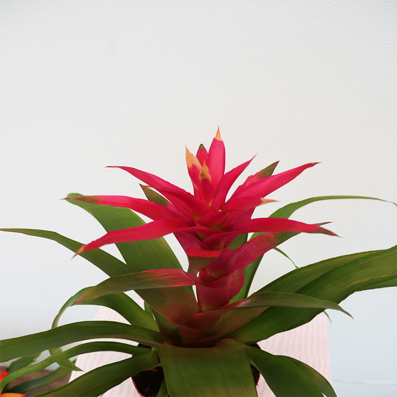 Quzmania (Quzmaniya)